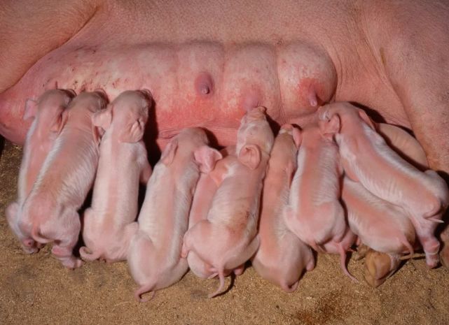 醇鲜然羊大师告诉你有人喝羊奶,喝牛奶,为什么没人喝猪奶的原因