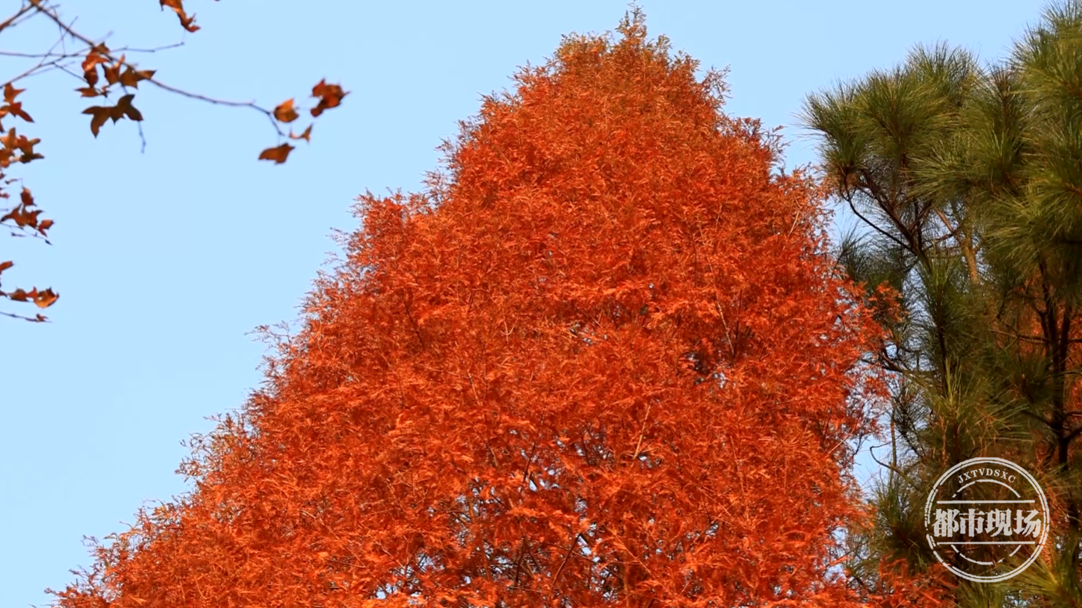红了红了!从绿野仙踪到红色森林,江西这里火红一片