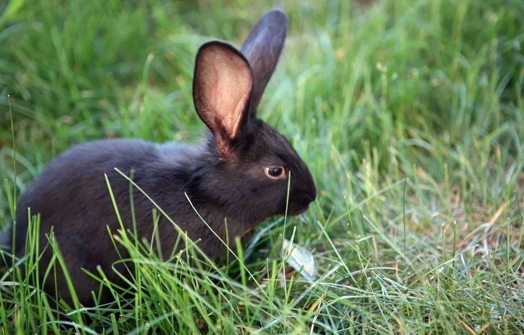 踏雪小黑 德化黑兔|福建省「全国名特优新农产品」