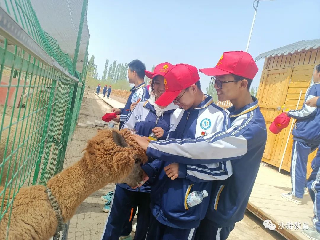 沙雅县第七中学开展户外研学实践活动