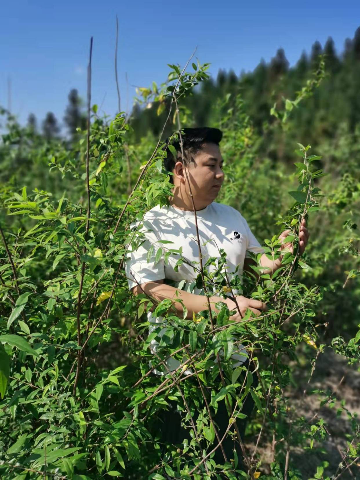 「人物」江西婺源:让山蜡梅飘出新香的人——李飞(图)