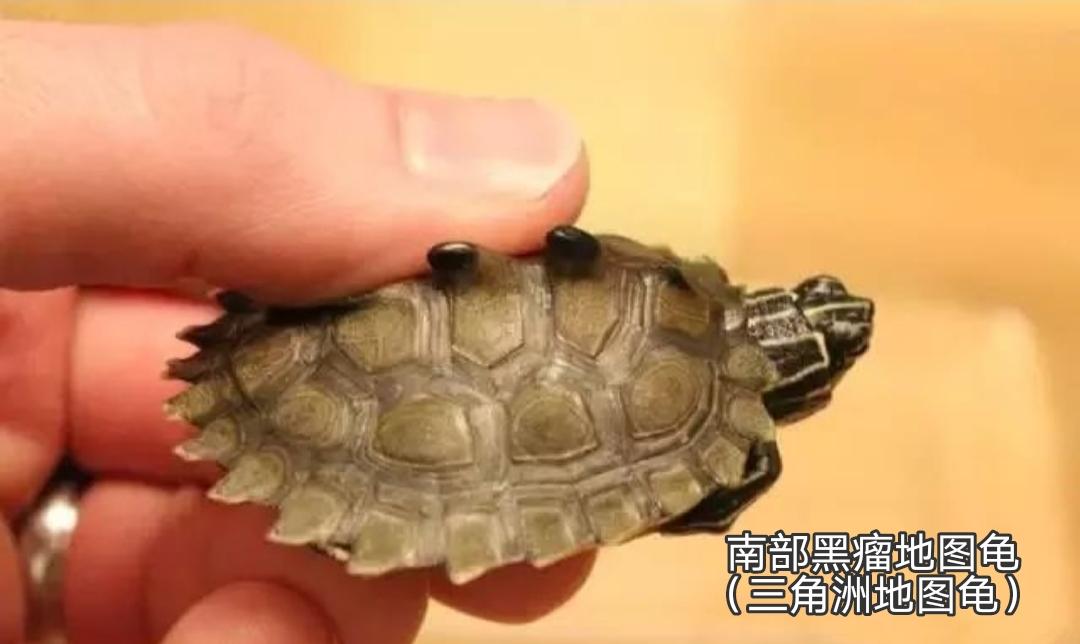 地图龟是龟界的哈士奇,也是适合新手饲养的观赏龟,地图龟有13种