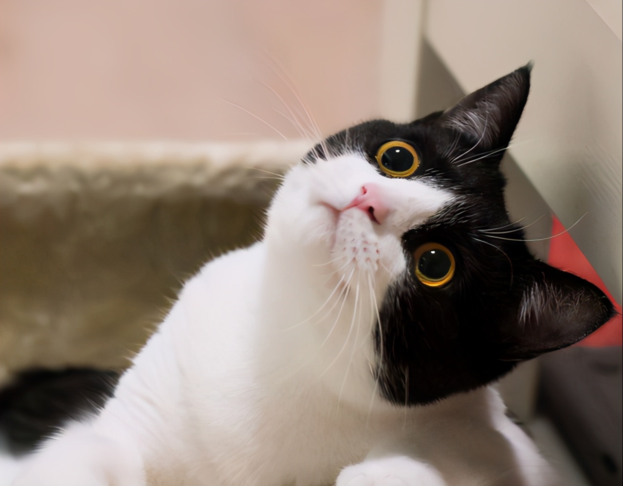 劝告:这5种猫真的不值得买,越养越心累