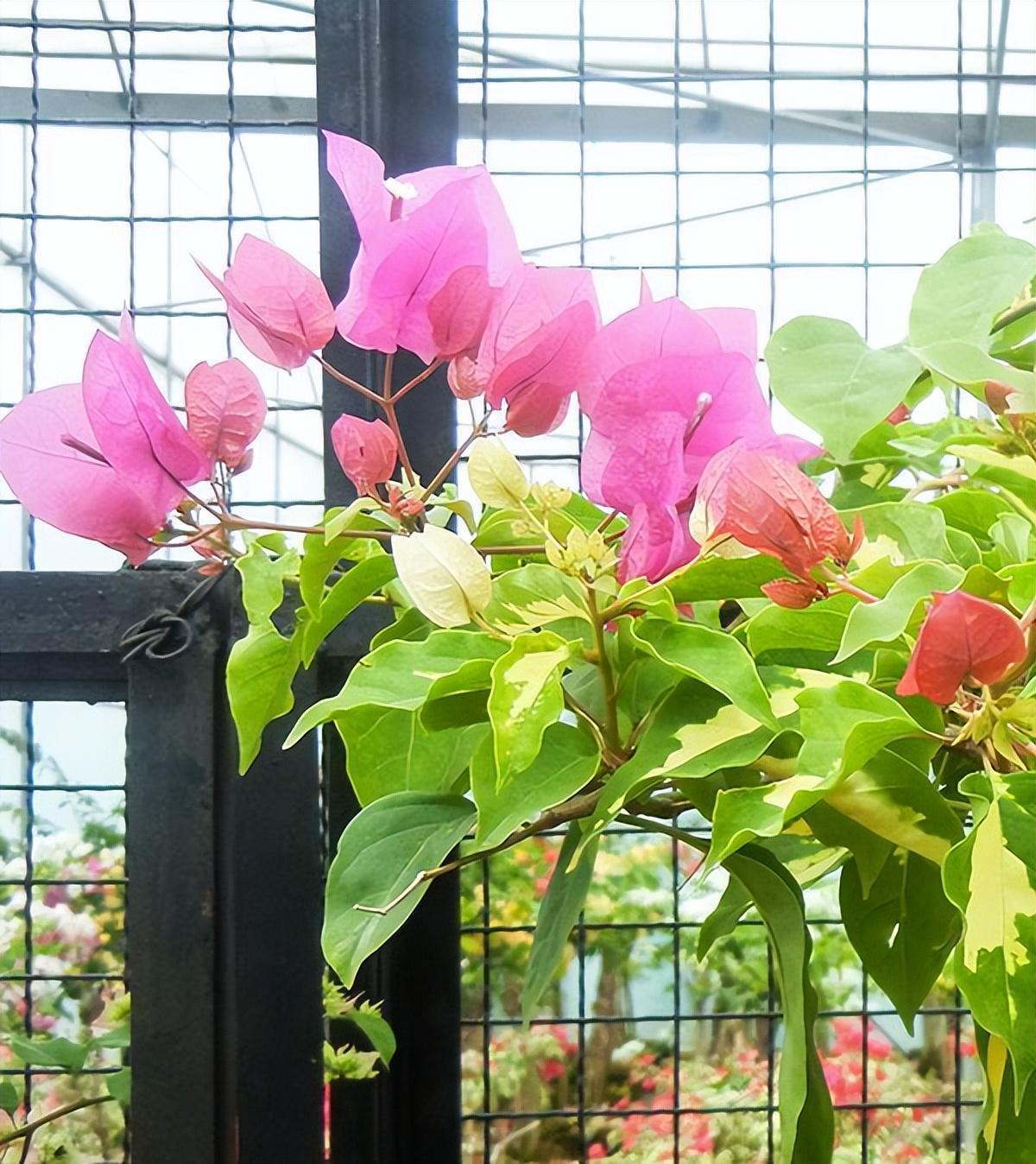 三角梅界的"贵族"—金心双色,花叶共赏,放在家中有格调