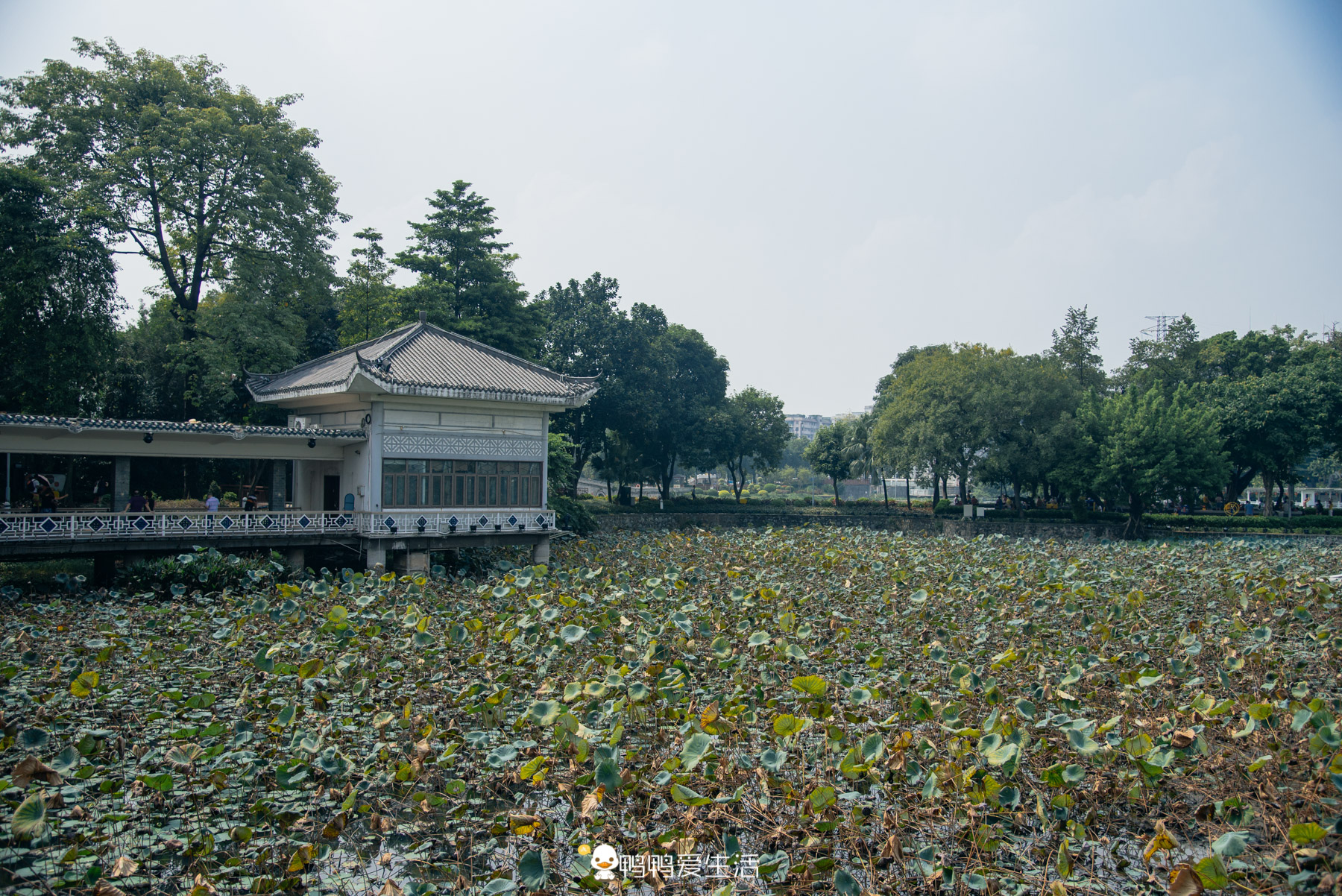 廣州荔灣湖公園:64年前由群眾義務開鑿而成,今成市民休閒好去處