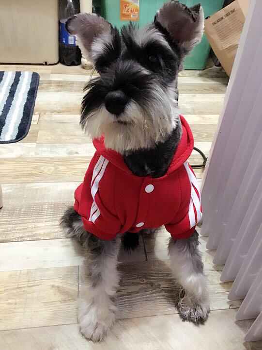 为什么"雪纳瑞"这么讨人喜欢?这几个优点足够解释!