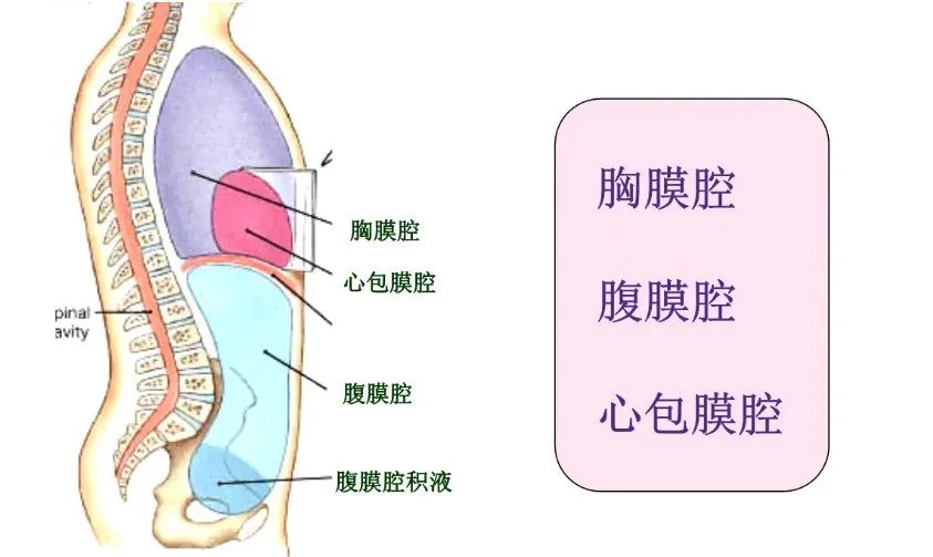 医械从业人员,需要了解点医学知识(19):浆膜腔积液检查