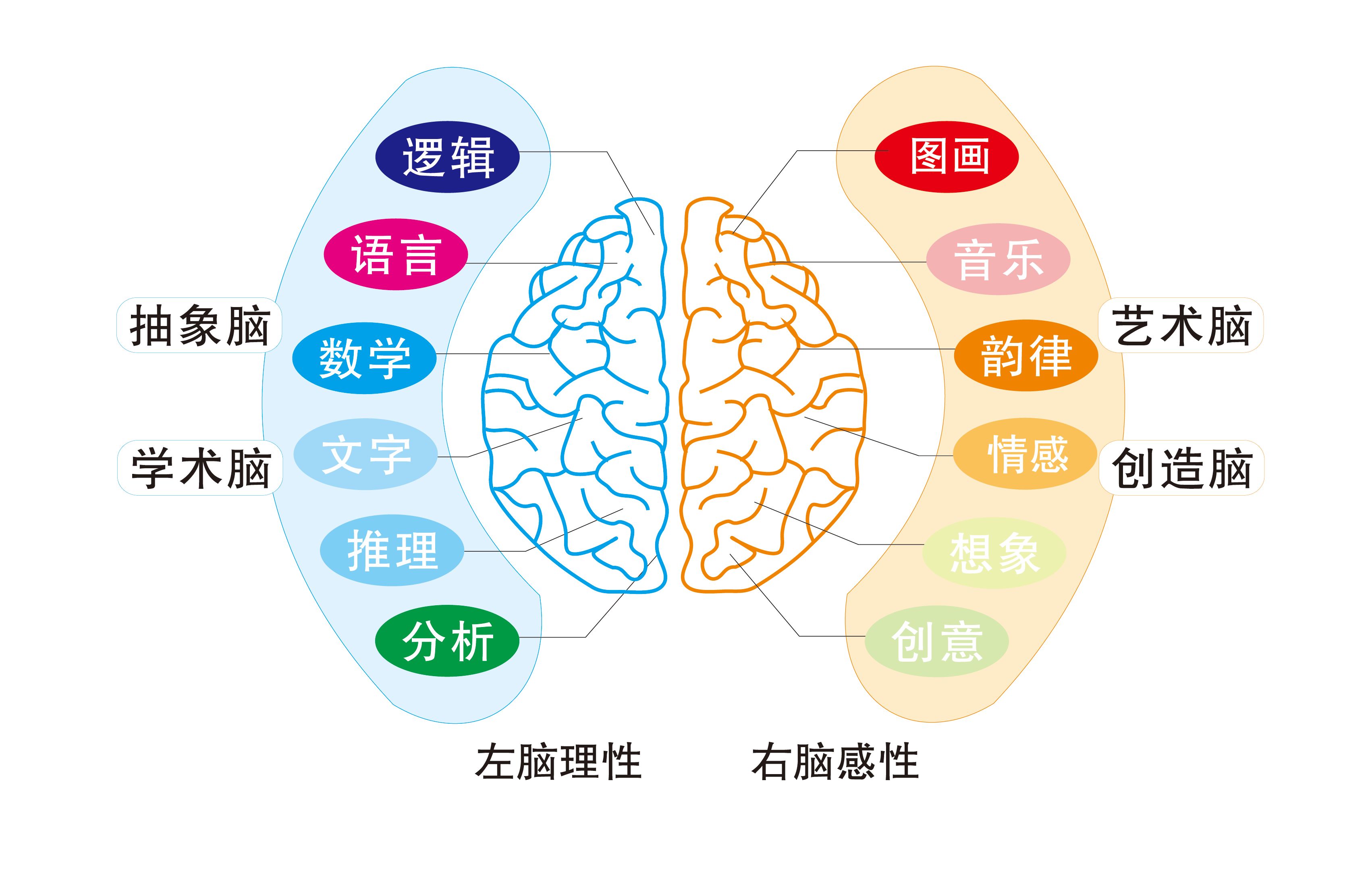 大脑左右前后思维导图图片