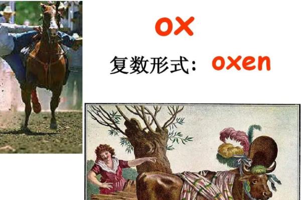 ox的复数是oxes还是oxen