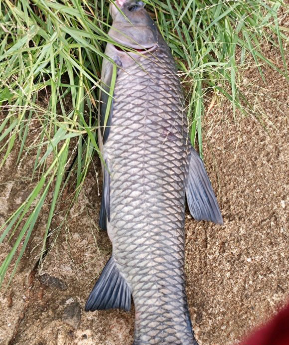 秋季野钓重要技能:避开小鱼,学会套路再多小鱼拿你没辙