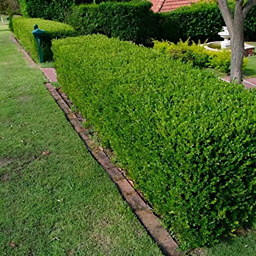 常见十大绿篱植物图片
