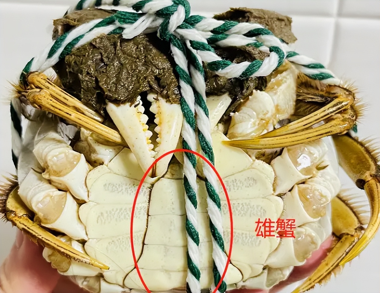 大闸蟹公母有啥区别,哪个更好,你选对了吗?