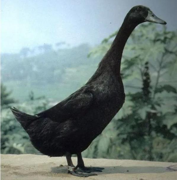 黑色绒毛的小鸭子是什么品种?