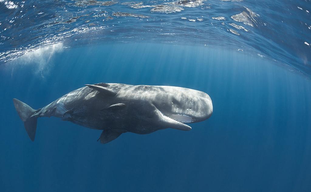 鲸的照片真实图片
