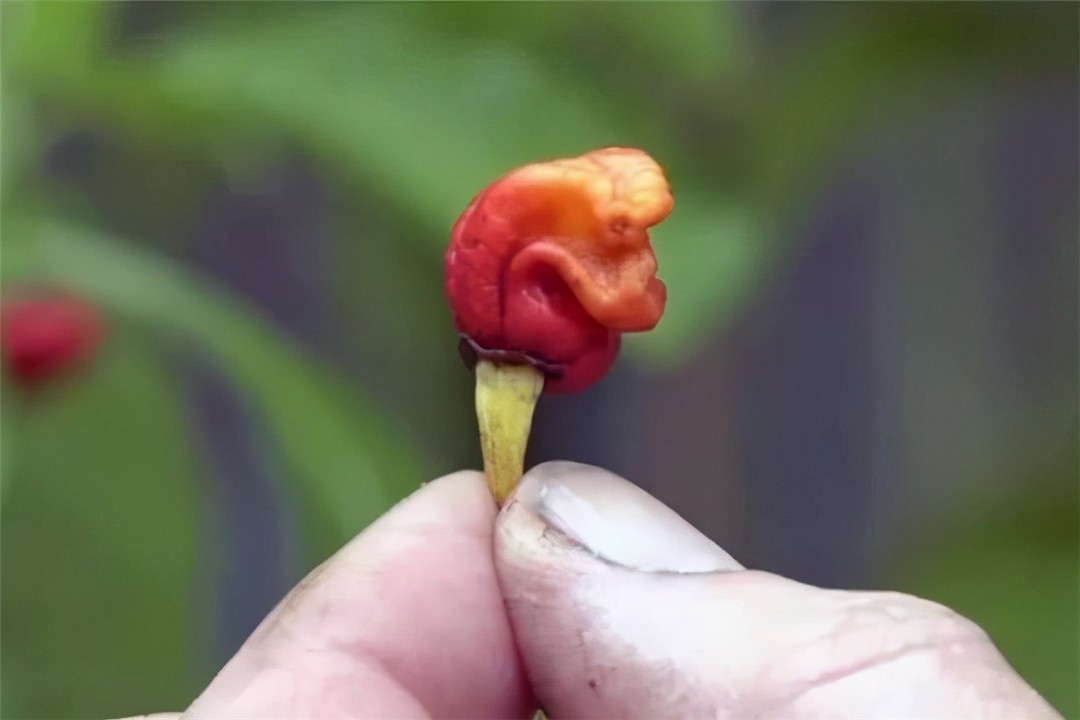 龙息辣椒:世上无人敢吃,辣度堪比生化武器,它的存在有意义吗