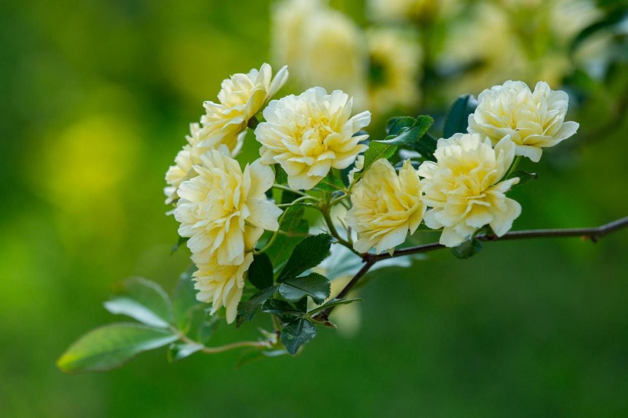 庭院養花,木香花是首選,花期開放時間長,春夏季節不招蟲