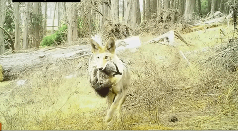 郊狼与獾的奇妙联盟共生关系