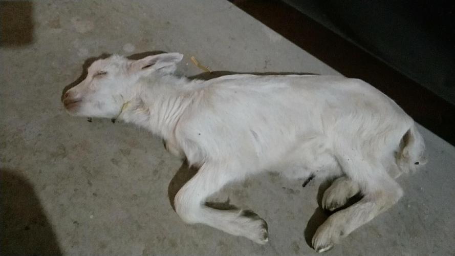 羊快疫是什么症状?羊快疫的症状与治疗,养羊人赶快来收藏学习!