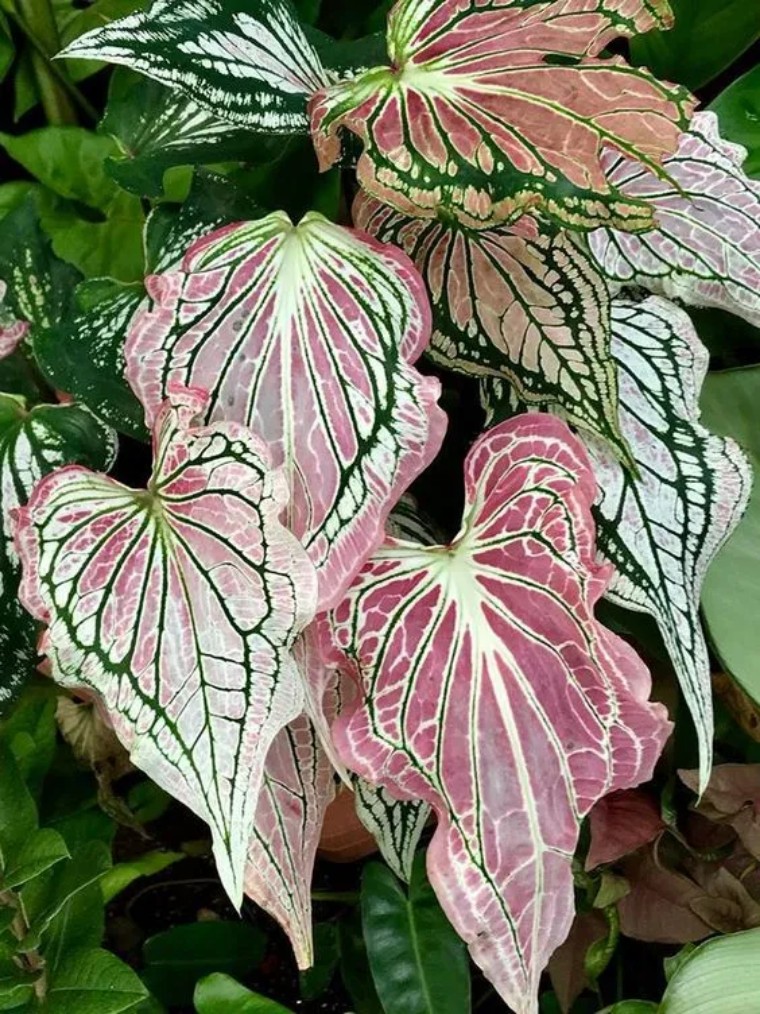 100种观叶植物|no.6 五彩芋养护攻略