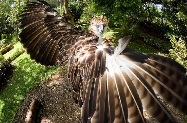 神雕侠侣里面的神雕是什么雕,自然界中真有那么大的雕吗?