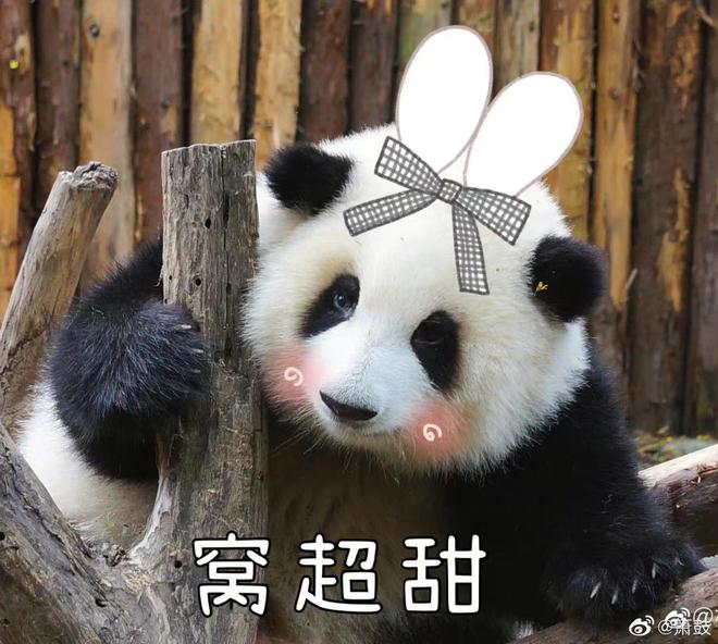 熊猫香香回国后的最强对手"和花公主"