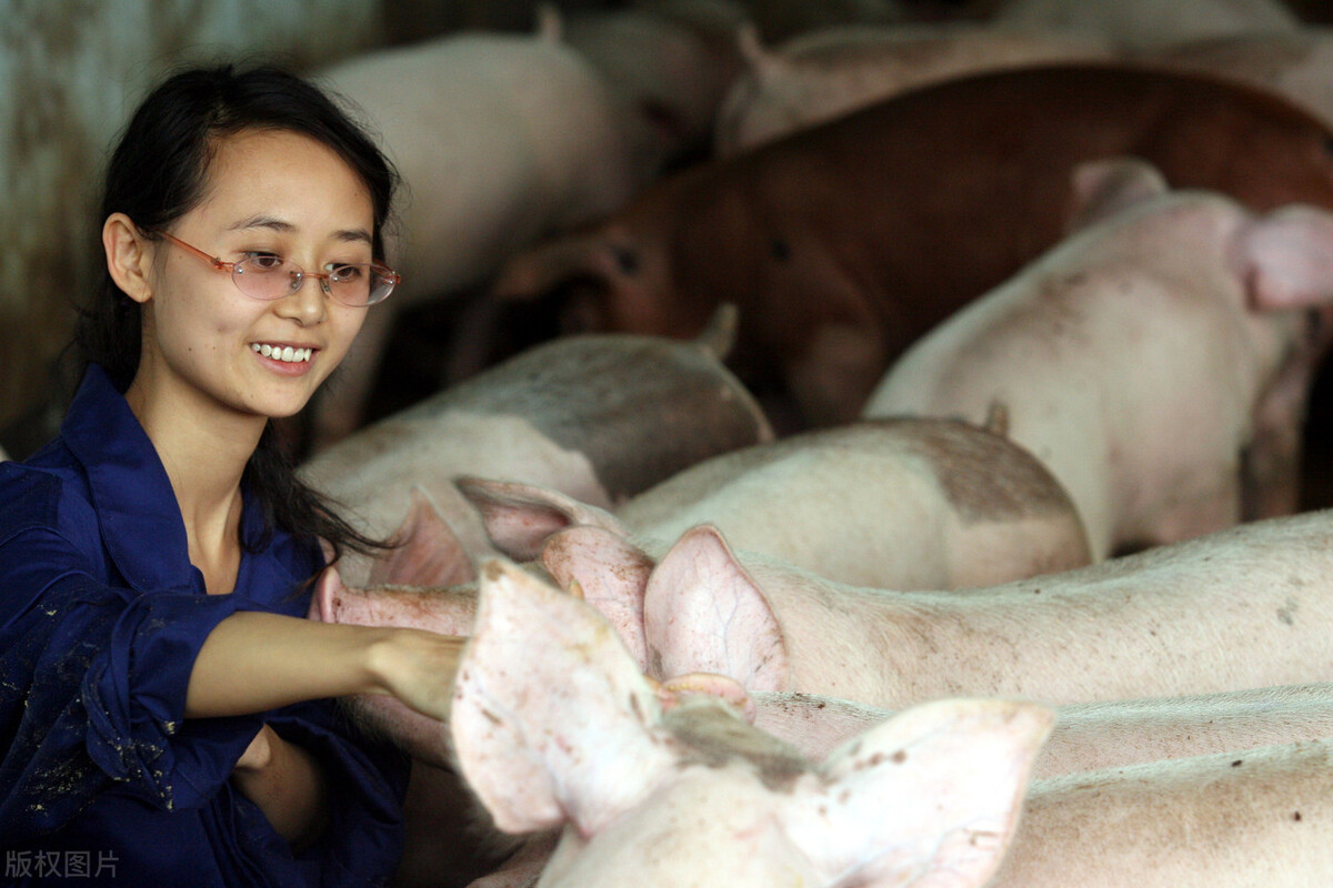 缅甸小猪喂人奶图片