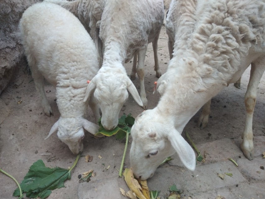 壮羊羊 - 热门商品专区