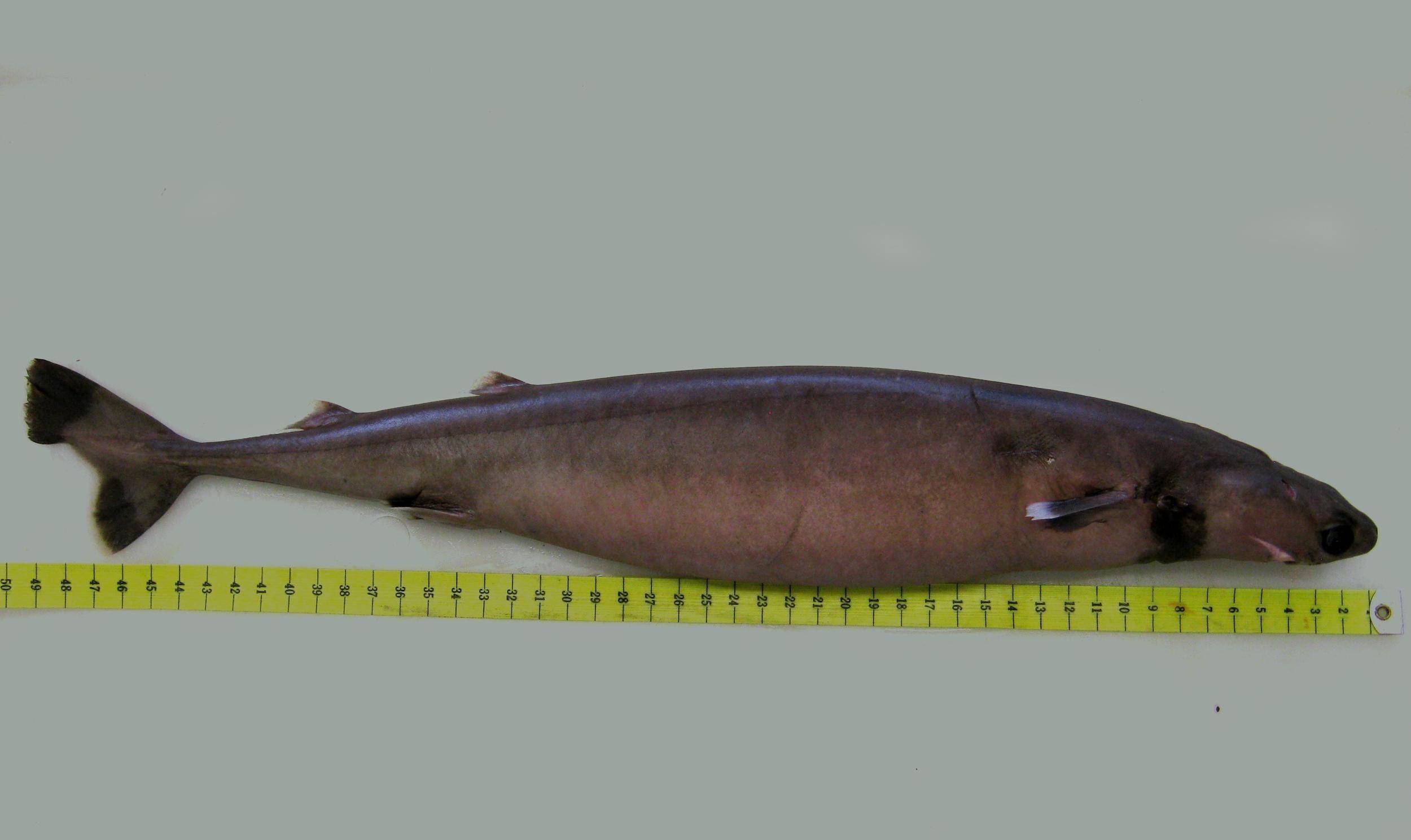 能生吃虎鲸和大白鲨,咬破美军潜艇,它们是来自深海的恐怖动物