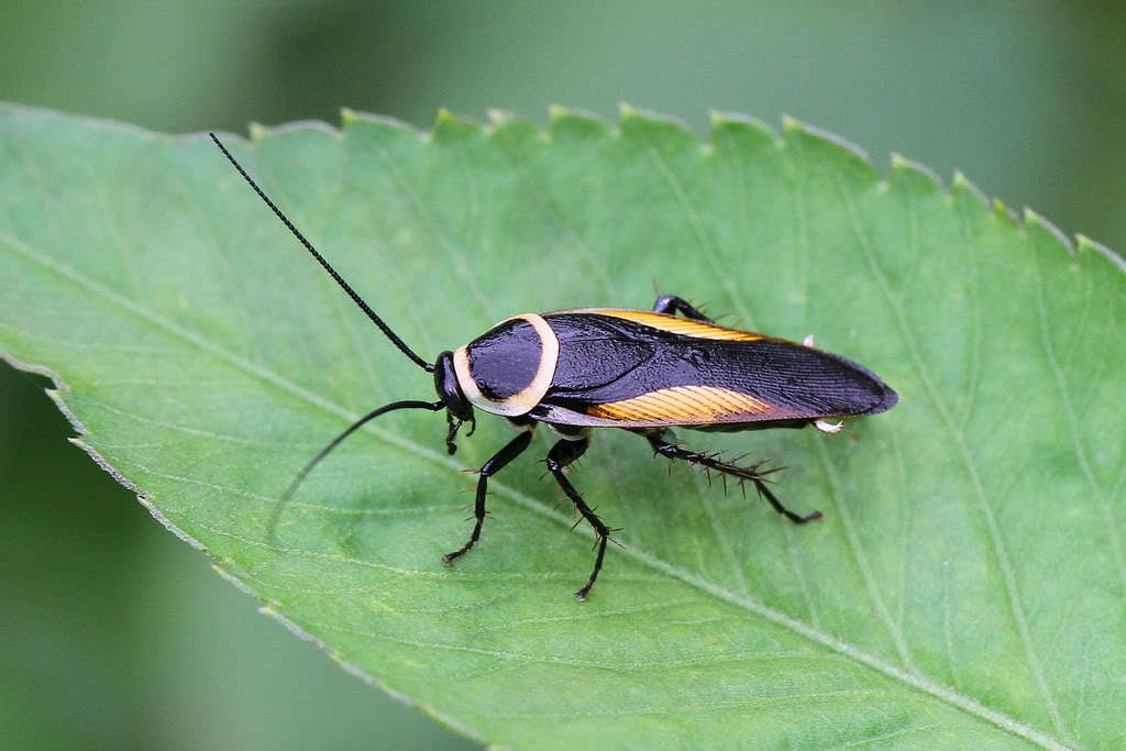 世界生命力最强的动物
