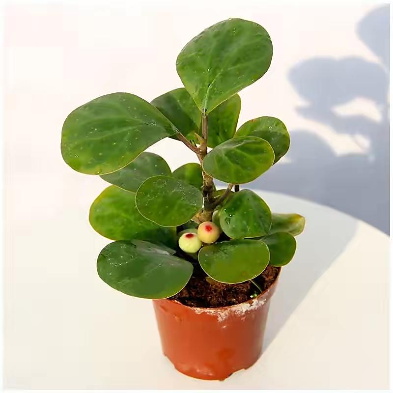 小盼菩提盆栽,不开花也可以结果,一年四季都挂在盆栽上