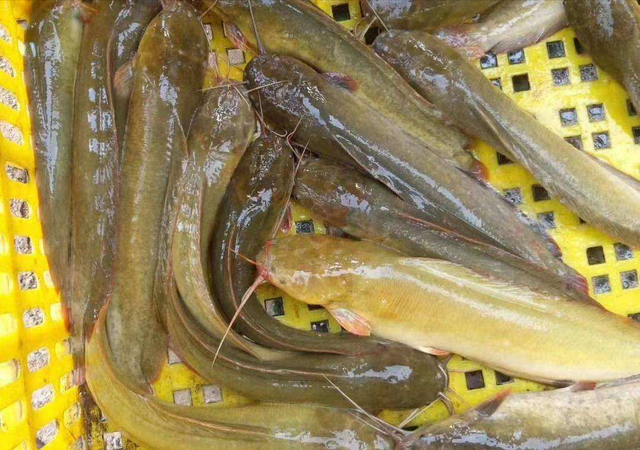 广东钓友爆钓塘鲺鱼,被朋友吐槽垃圾鱼不能吃,网友:从小吃到大