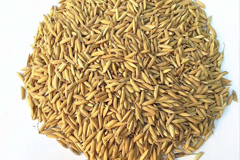 东北稻田一夜被毁,稻粒消失且周围无脚印,真相却让众人哭笑不得