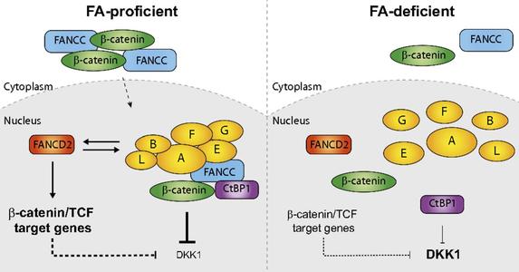 fanconi 贫血,致病基因高达16种,一旦患病可能出现多种表现