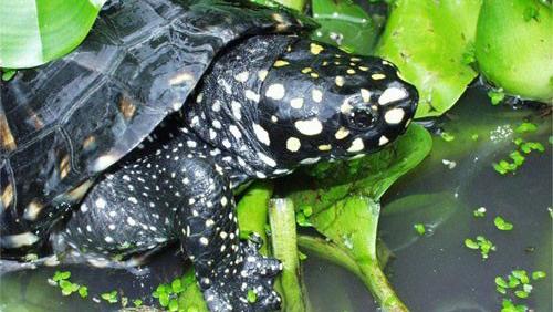 斑点池龟是深水养还是浅水养比较好?