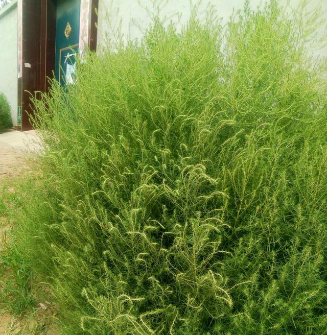 探讨人们药食可用的野生植物~铁蒿!