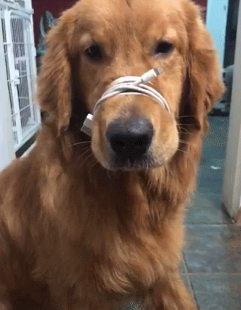 搞笑段子:小猪,你这是睡得有多香啊!二哈也束手无策!