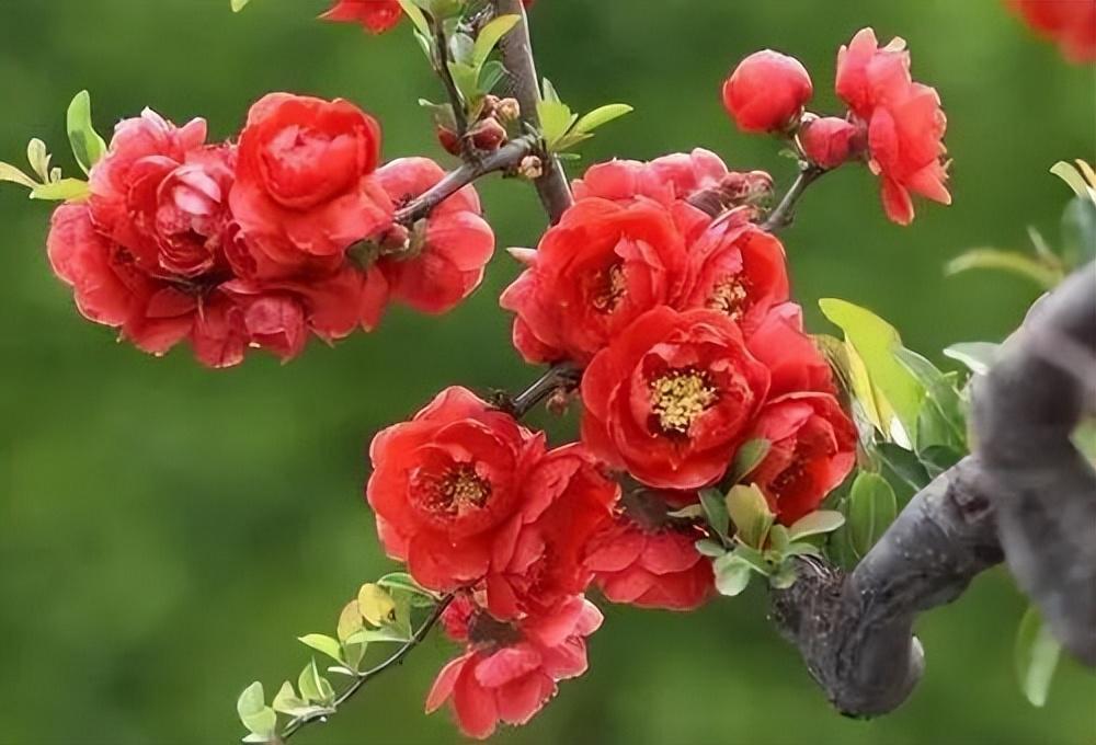 长寿冠海棠,人称"红宝石",带你欣赏一下