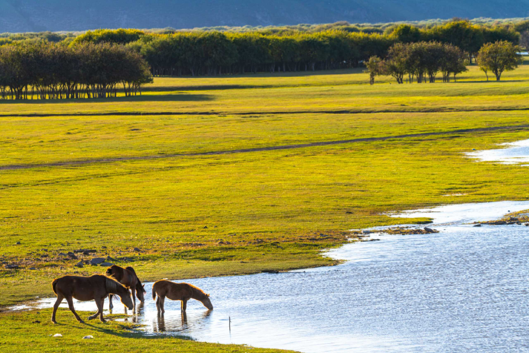 旷野天低水清云近微风吹过走在草地上幽幽的草香扑面而来