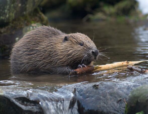 盘点十大最笨的动物
