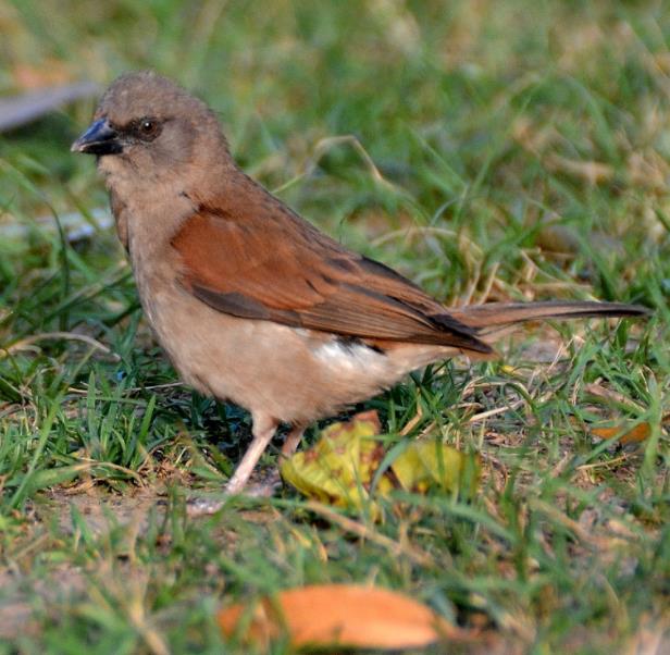 家雀儿是什么鸟?