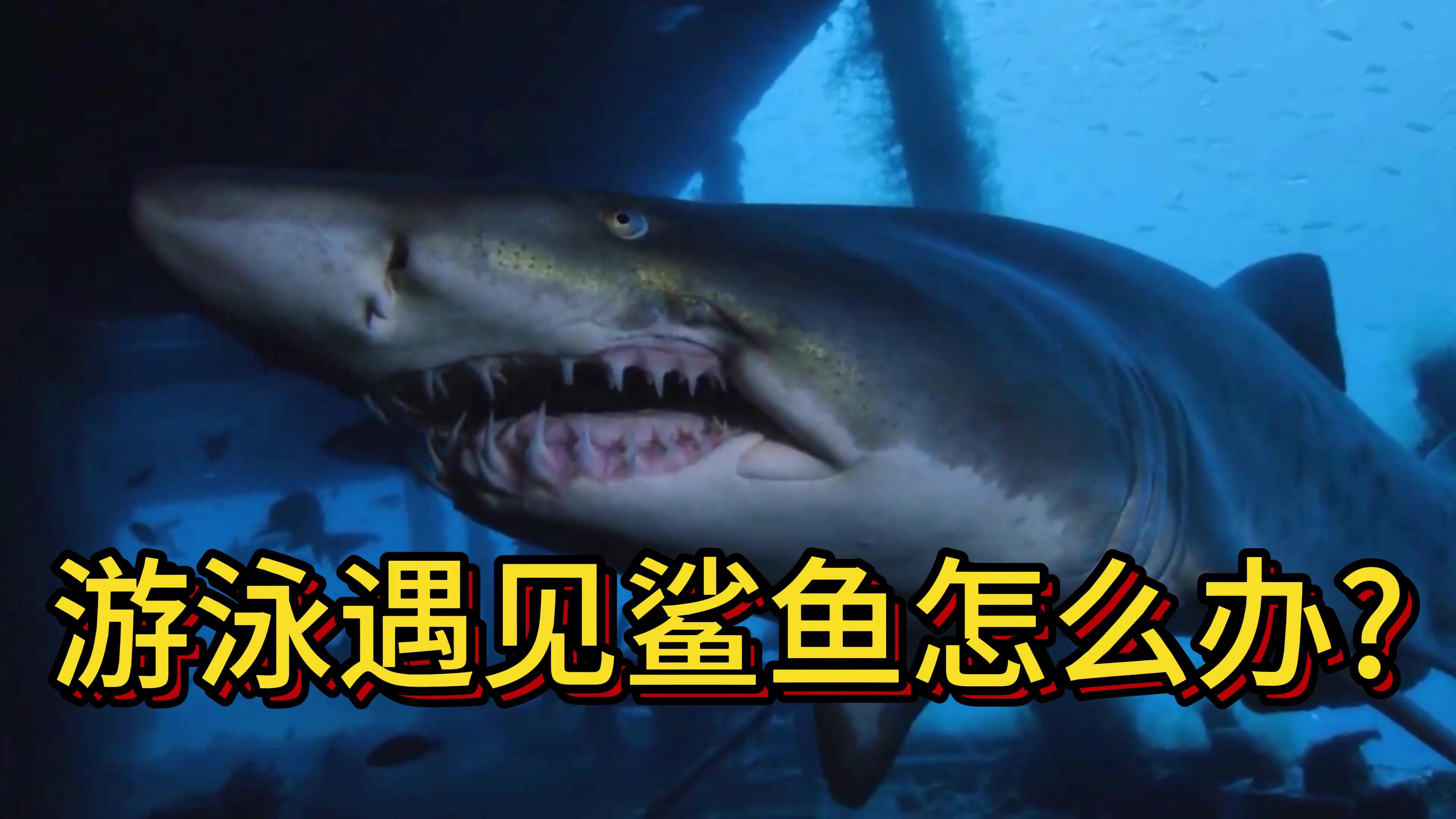 游泳遇见鲨鱼怎么办别害怕,学会这几点,鲨鱼不可怕!海洋生物