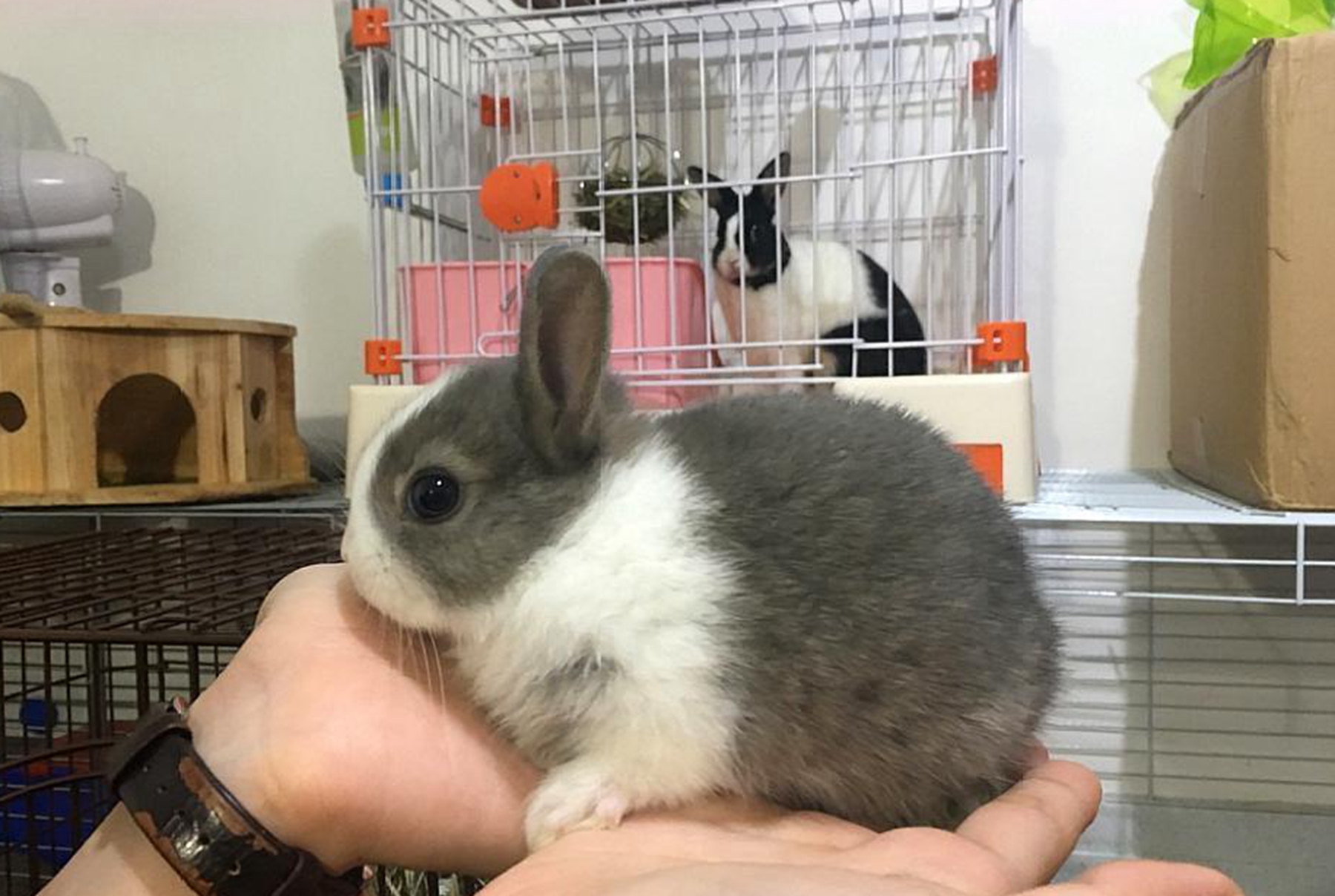 灰色兔子是什么品种?