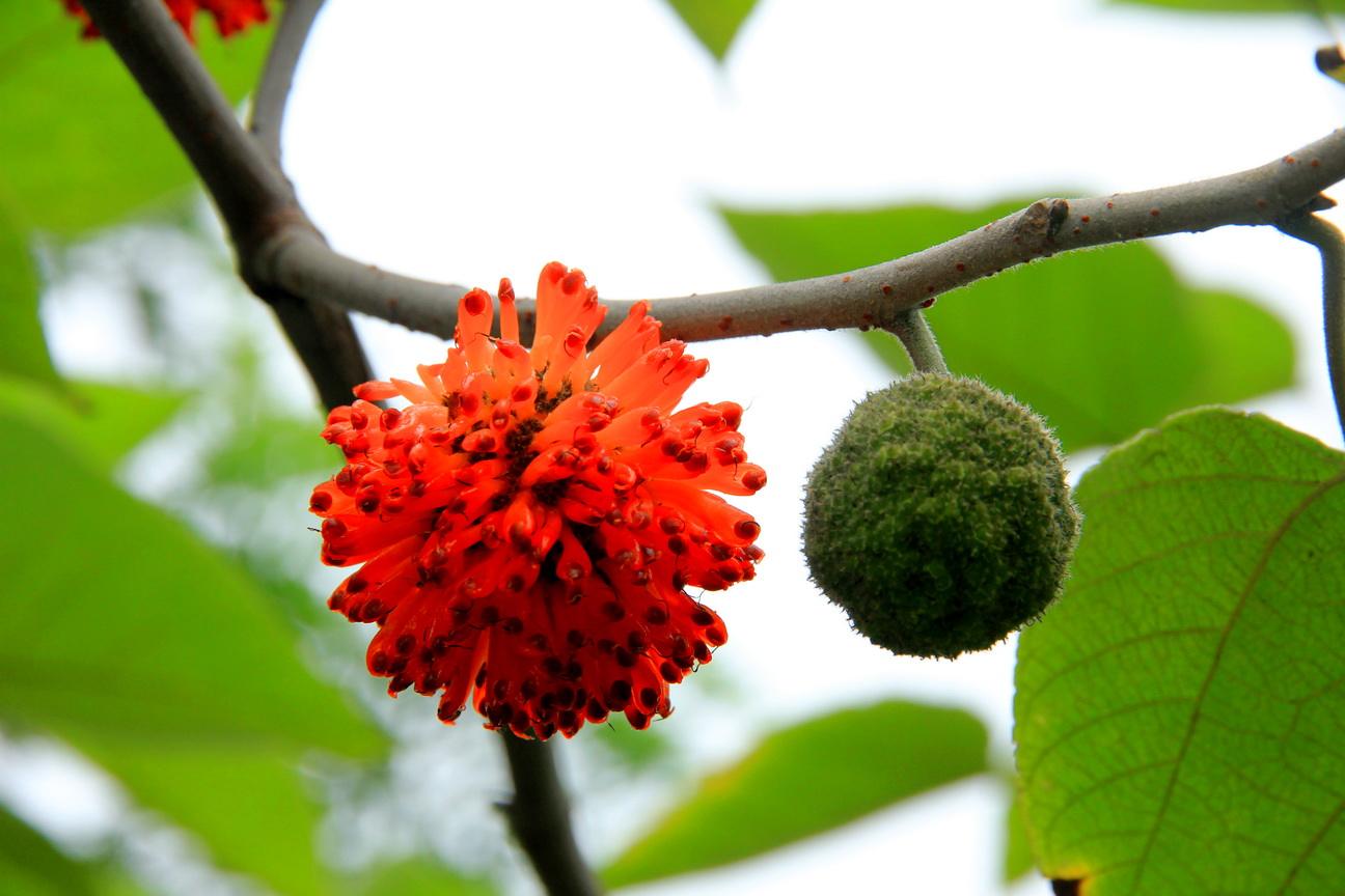 农村70-80后常吃的5种野果,有多少人还记得,想吃的记得采摘