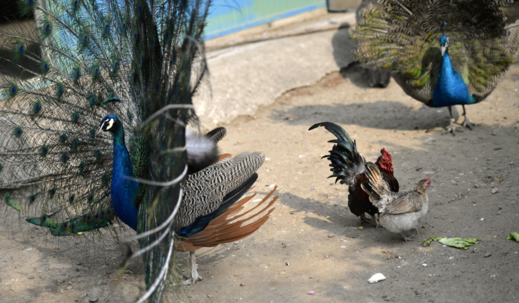 一游客20元游玩动物园,结果孔雀栏里只有鸡!网友:孔雀变身了?