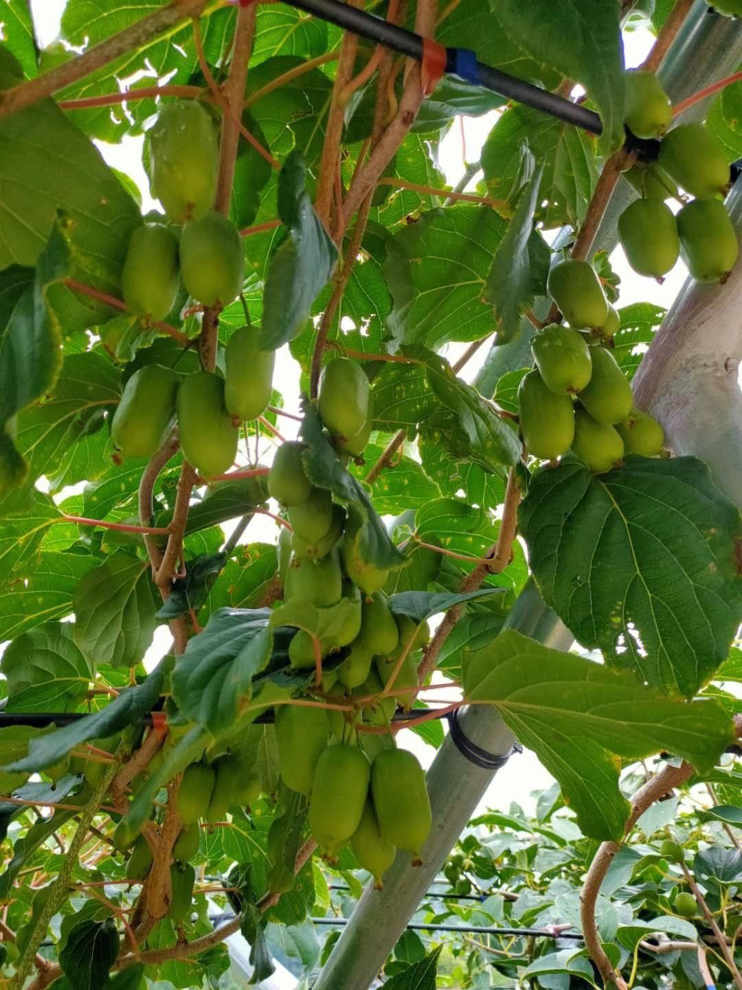 此果树耐旱抗寒,产量很高,果实富含维生素和氨基酸,值得推荐
