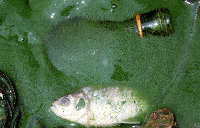 放养鲢鳙60多年一年出鱼800万斤千岛湖鱼王到底有多大