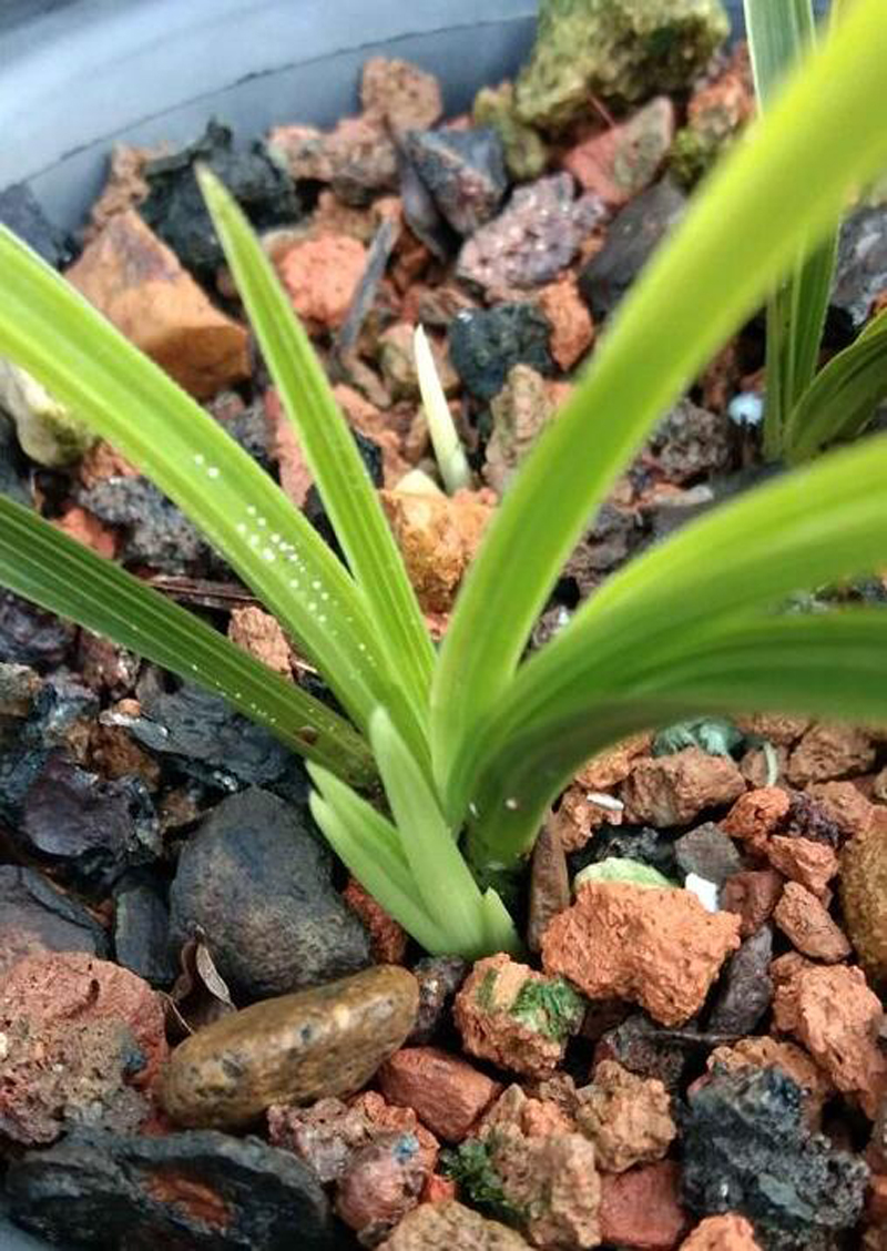 兰花介壳虫的防治方法,这些药物都可以杀灭