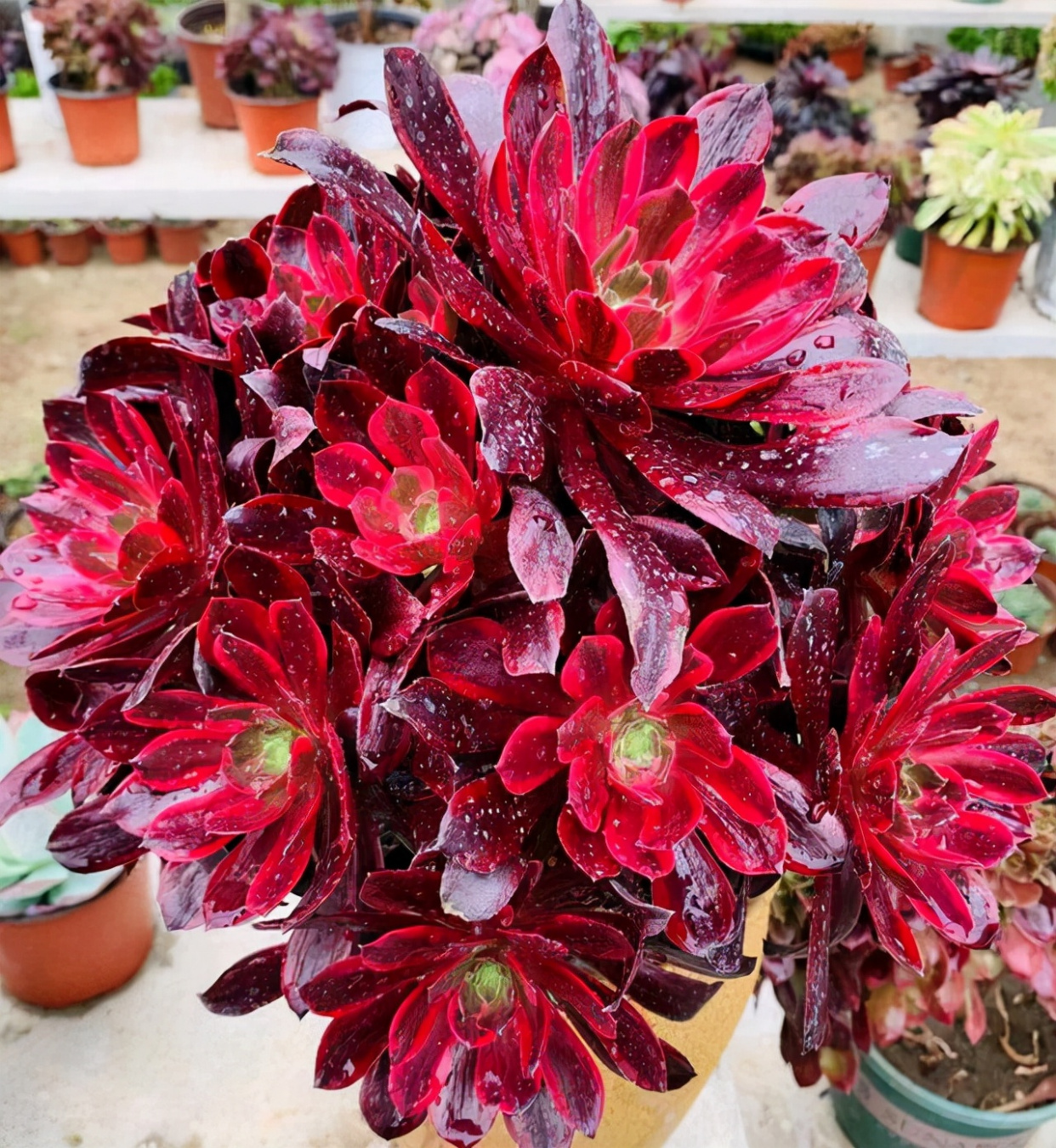 别错过多肉法师"三圣",出状态犹如"水彩画扇",美得无与伦比