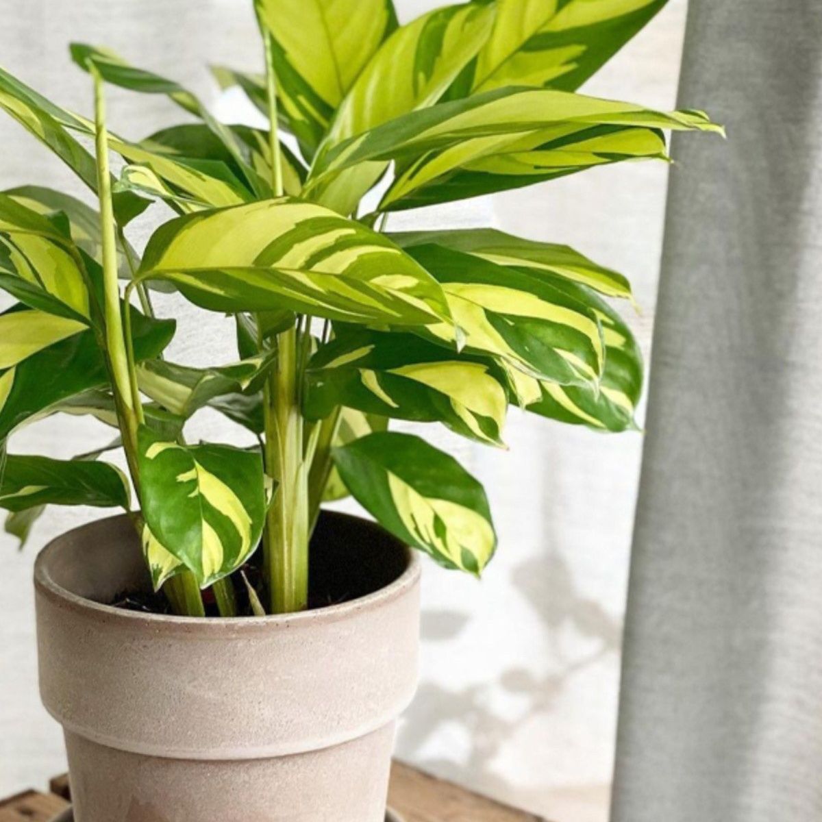 养植新手也能轻松上手的金梦竹芋养护指南