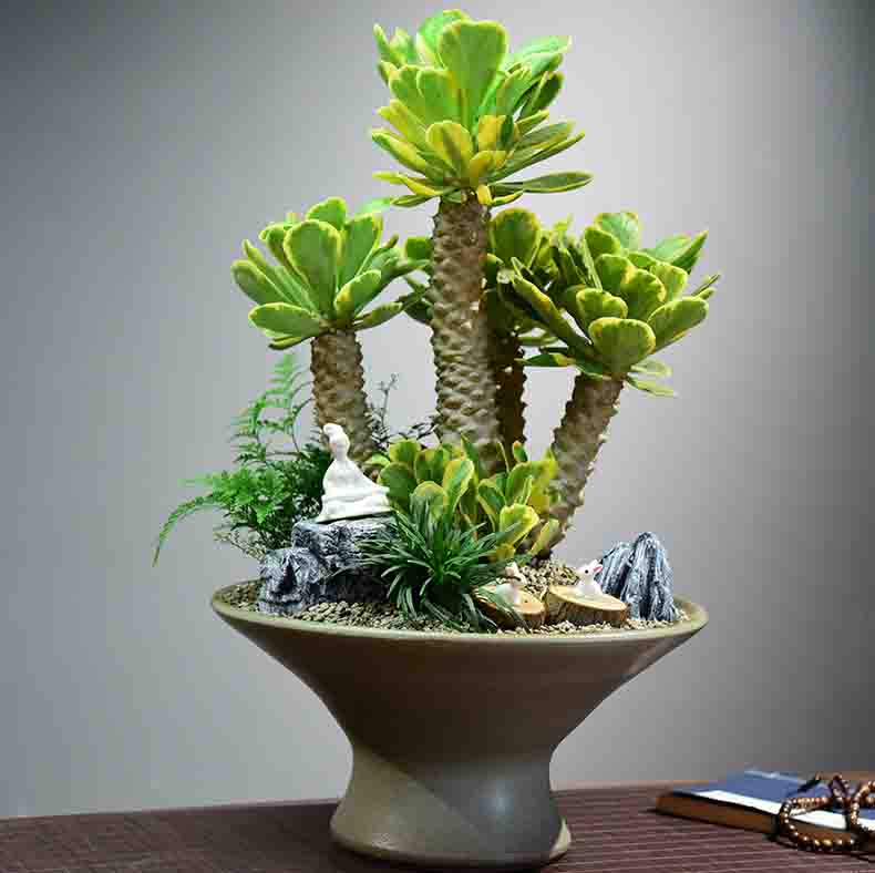 从新手到专家:扇贝麒麟锦的全面养殖指南